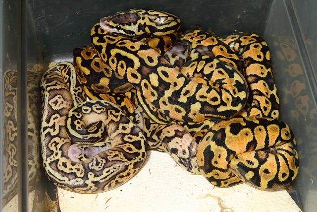 Ball Python Clutch #1601 Hatch 6 June 2016. Congo Pastel Sapphire X Congo Pastel. 