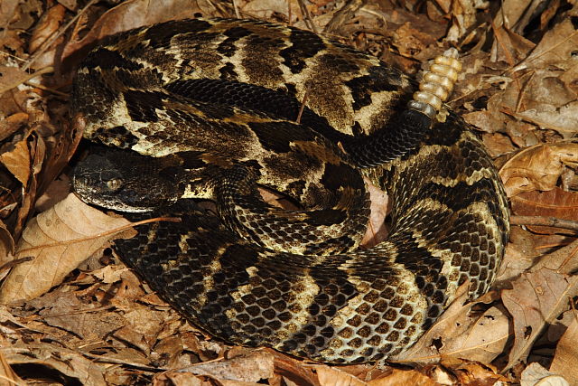 Timber Rattlesnake From Bell County, KY 2016.