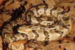 Timber Rattlesnake From Meade County, KY 2016.