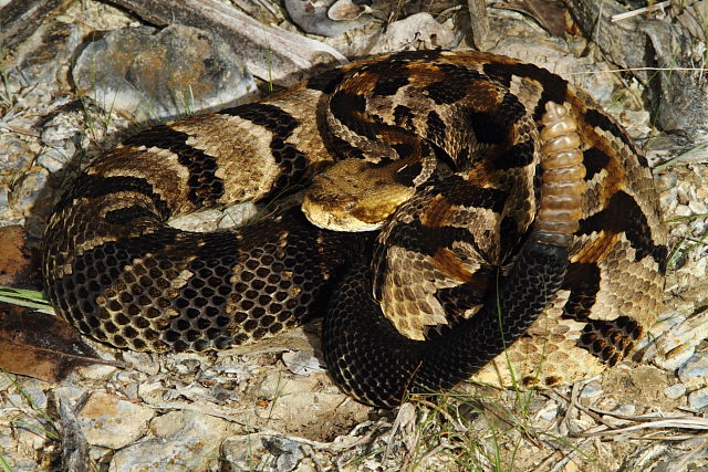 Timber Rattlesnake From Meade County, KY 2016.