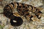 Timber Rattlesnake From Meade County, KY 2016.