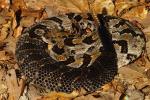 Timber Rattlesnake From Meade County, KY 2016.