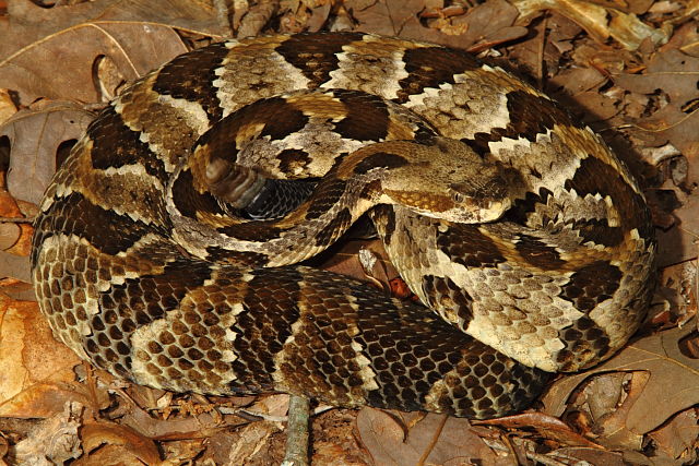 Timber Rattlesnake From Meade County, KY 2016.