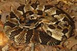 Timber Rattlesnake From Meade County, KY 2016.