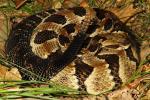 Timber Rattlesnake From Meade County, KY 2016.