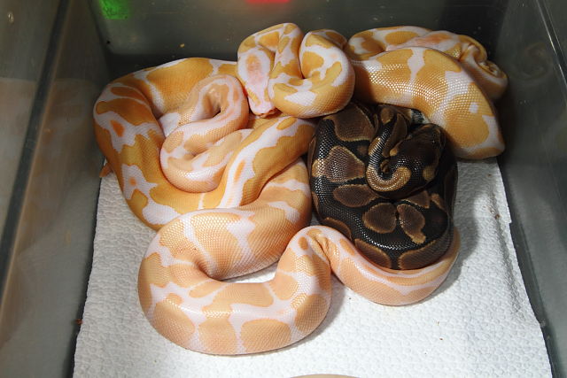 Ball Python Clutch #1602 Hatched 18 June 2016. Super Banded Albino X Banded Het Albino. 