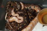 Ball Python Clutch #1603 Hatched 18 June 2016. 