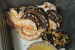 Ball Python Clutch #1610 Hatched 19 June 2016.Hatched 19 June 2016. Pastel Lavender Albino Clutch!