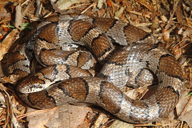 Milk Snake From Nelson County, KY 2016.