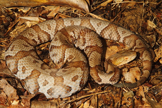 Copperhead From Bullitt County, KY 2016.