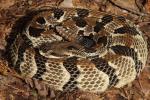 Timber Rattlesnake Bullitt County, KY 2016.