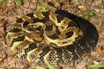 Timber Rattlesnake Bullitt County, KY 2016.