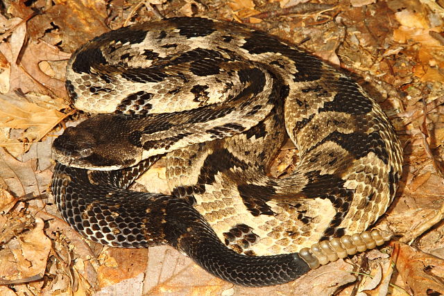 Timber Rattlesnake Bullitt County, KY 2016.