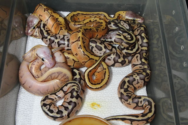 Ball Python Clutch #1614 Hatched 30 June 2016. Super Pastel Pinstripe Clutch!