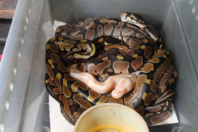 Ball Python Clutch #1612 Hatched 30 June 2016. Super Banded Albino X Banded Het Albino. 