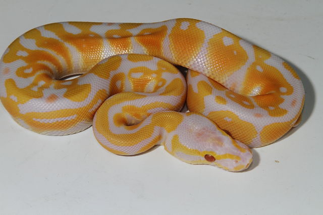 Pastel Lavender Albino Hatched 2016.