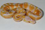 Pastel Lavender Albino Hatched 2016.