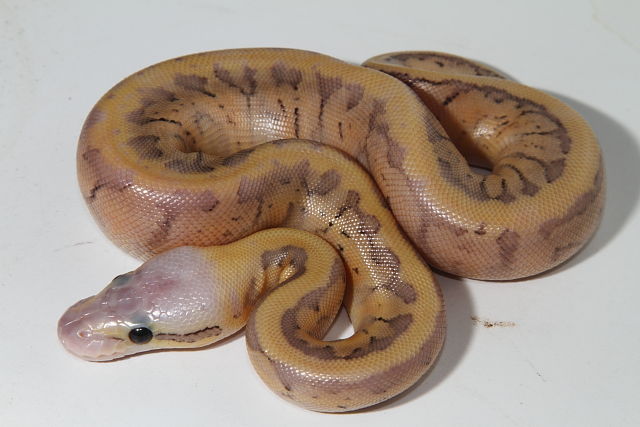 Super Pastel Pinstripe Male Hatched 2016.