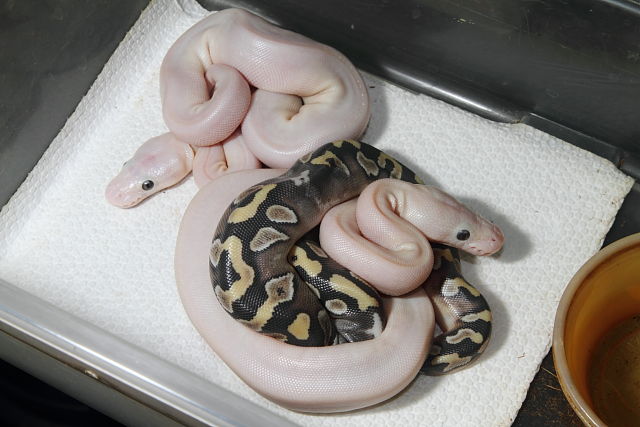 Ball Clutch #1615 Hatched 30 June 2016. Blue Eye Leucistic Paradox Clutch!