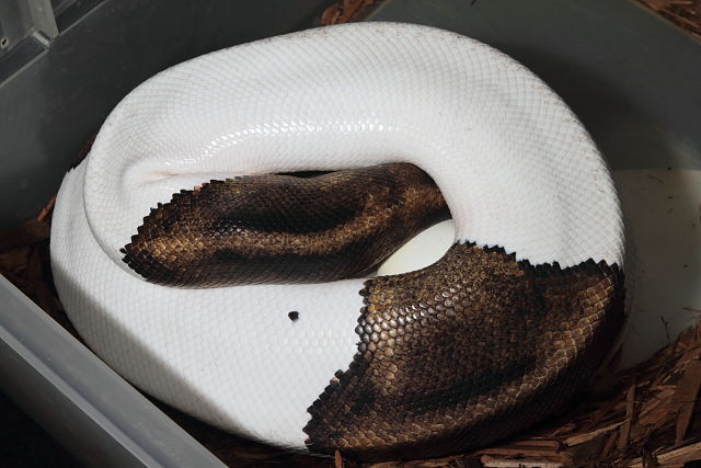 Ball Python Clutch #1633 Laid 29 June 2016. Coral Glow Het Pied X Pied.
