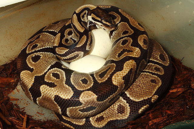 Ball Python Clutch #2716 Laid 12 June 2016. Lavender Albino X Het Lavender Albino. 