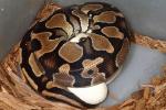 Ball Python Clutch #1630 Laid 25 June 2016. Banded Double Het Albino Pied X Banded Double Het Albino Pied. 