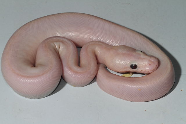 BEL Blue Eye Leucistic From Paradox Line Hatched 2016.