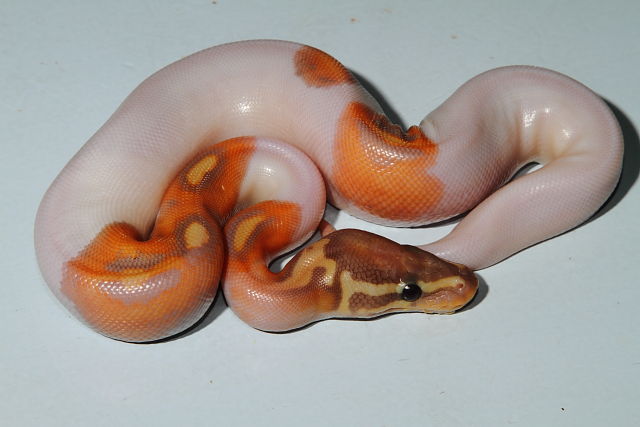 Coral Glow Pied 2016.