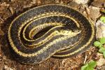 Eastern Garter Snake From Casey County, KY 2016.