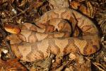 Copperhead Found In Casey County, KY In July 2016. Appears Gravid!