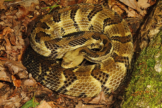 Robust Timber Rattlesnake From Harlan County Found June 2016.