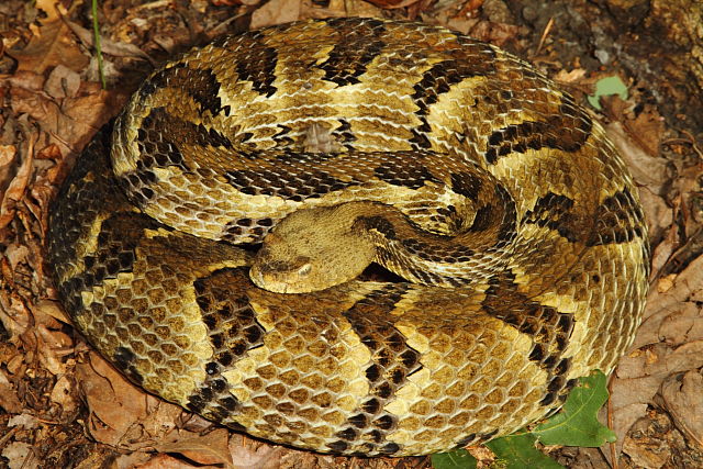 Robust Timber Rattlesnake From Harlan County Found June 2016.