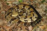 Timber Rattlesnake From Bullitt County Found July 2016.