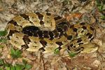 Timber Rattlesnake From Bullitt County Found July 2016.