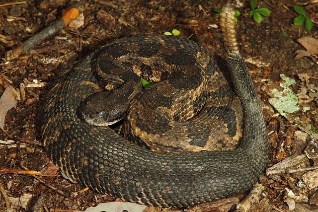 Timber Rattlesnake Preparing To Shed In Casey County Found July 2016.