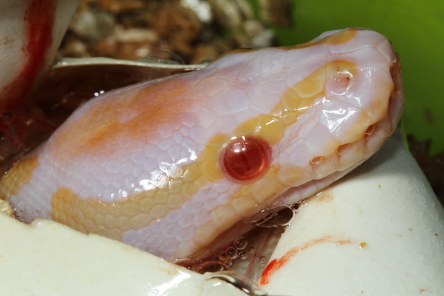 Super Banded Albino Pipping 5 July 2016.