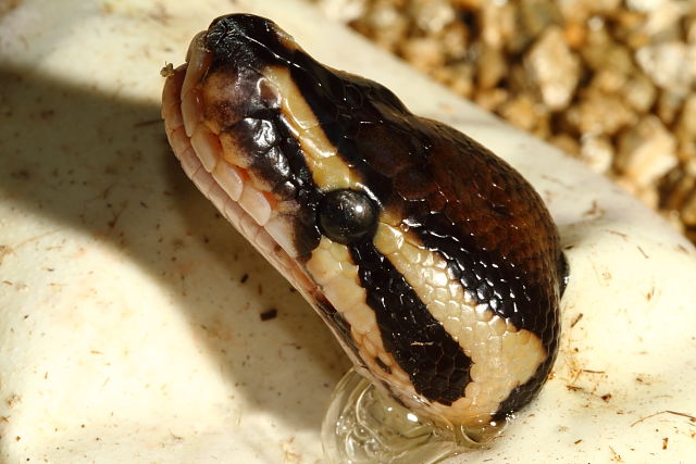 Het Lavender Albino Pips 4 July 2016.