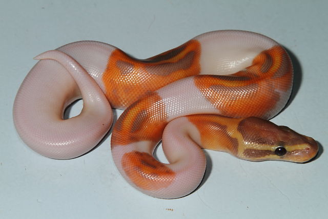 Coral Glow Pied Hatched July 2016 In Paradox Clutch.