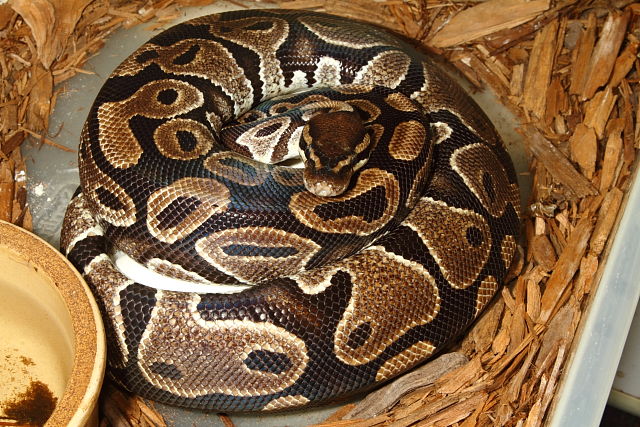 Ball Clutch #1637 Laid 10 July 2016. Coral Glow Het Pied X Het Pied.