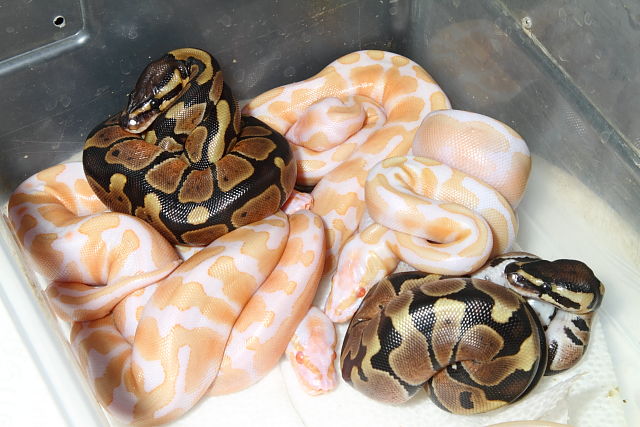 Ball Clutch #1620 Hatch 16 July 2016 Super Banded Albino X Banded Het Albino.