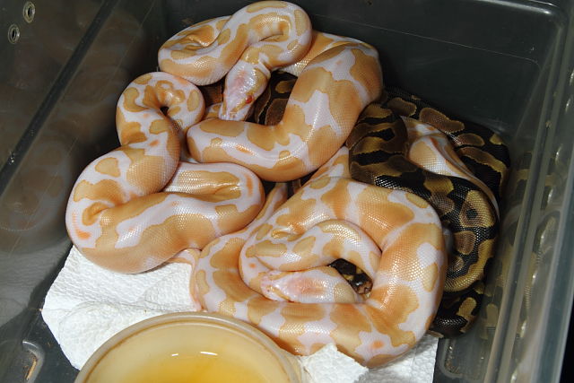 Ball Clutch #1624 Hatch 17 July 2016 Super Banded Albino X Banded Het Albino (Light).