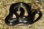 Black Kingsnake Found In Meade County, KY 2016.