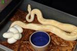 Ball Python Clutch #1639 Laid 11 August 2016. Super Banded Albino X Super Banded Albino. 