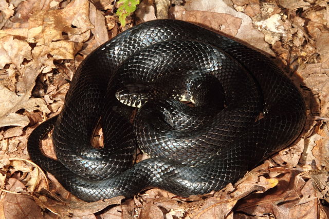 Female Black King From Edmonson County, KY August 2016.