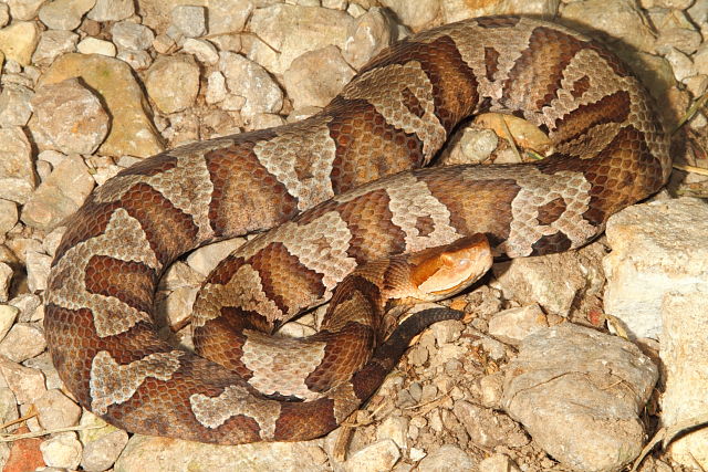 Gravid Female From Hart County, KY August 2016.