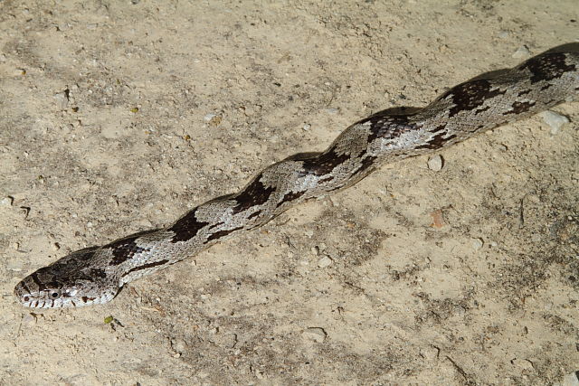 White Oak Phase Grey Rat Snake Found Crossing A Road In KY. Later Proved To Be From Tifton, GA!