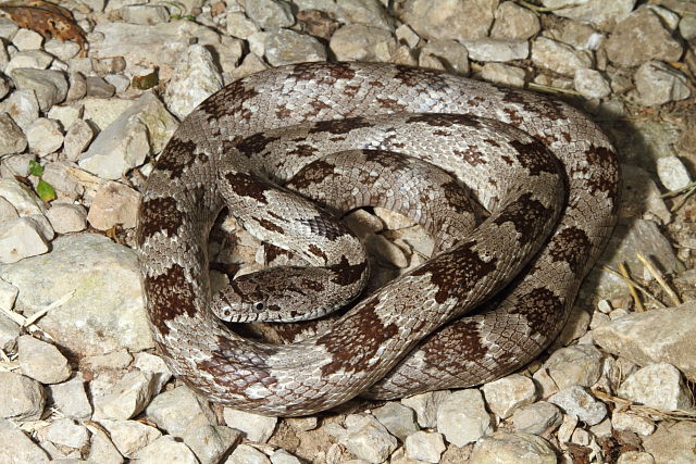 White Oak Phase Grey Rat Snake Found Crossing A Road In KY. Later Proved To Be From Tifton, GA!