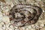 White Oak Phase Grey Rat Snake Found Crossing A Road In KY. Later Proved To Be From Tifton, GA!