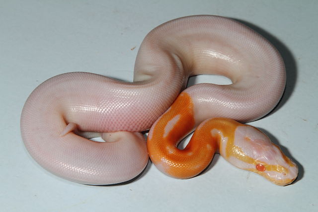 0.1 Super Banded Albino Pied Hatched 26 August 2016.