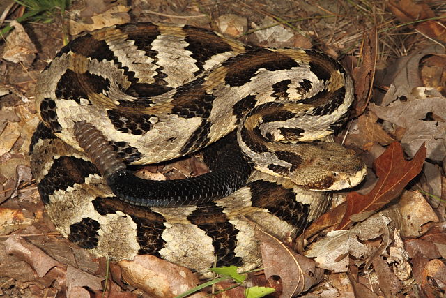 Big Male Timber Found Crossing A Road In Meade County, KY 2016.